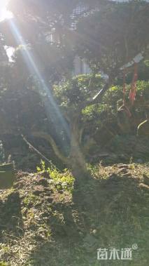 19公分造型瓜子黄杨