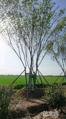 高度900厘米丛生五角枫