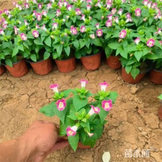 高度30厘米夏堇