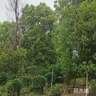 45公分丛生香樟