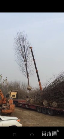 15公分美国红枫-秋火焰