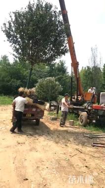 10公分红宝石海棠