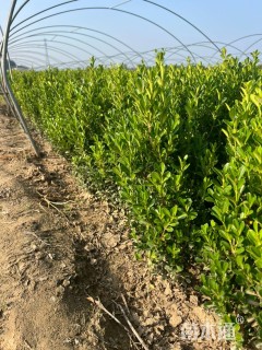 高度70厘米小叶黄杨