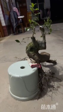 高度30厘米金弹子