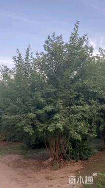 高度300厘米丛生五角枫