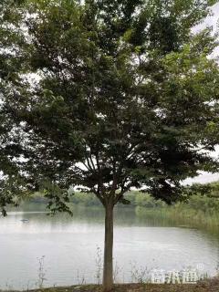 12公分榉树