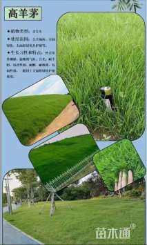 净籽高羊茅种子