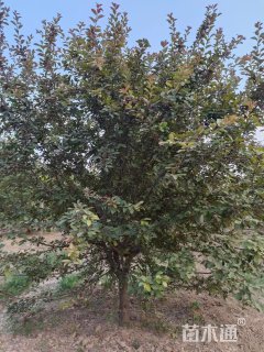 10公分北美海棠