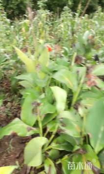 高度100厘米美人蕉