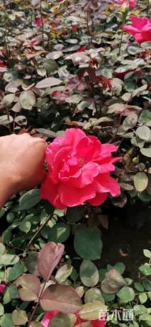 高度30厘米大花月季