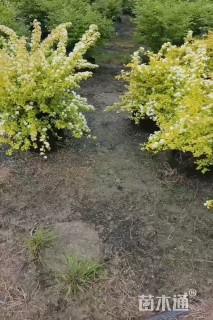 高度75厘米绣线菊