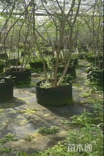 3公分拧筋槭