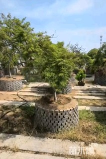 高度300厘米羽毛枫