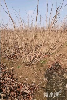 高度250厘米丛生紫荆