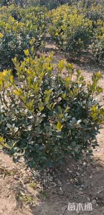 冠幅40厘米大叶黄杨球