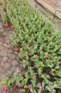 高度20厘米郁金香
