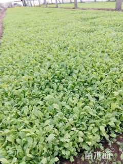 高度10厘米虞美人