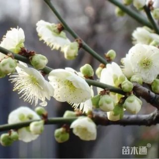 4公分梅花