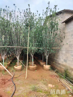 15公分垂丝海棠