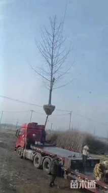 11公分银杏
