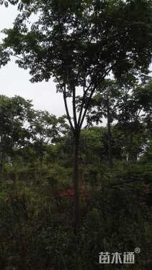 14公分黄山栾树