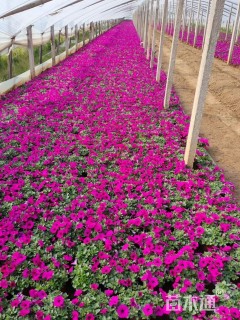 高度15厘米垂钓牵牛