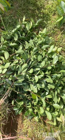 高度25厘米油茶