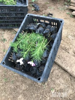 高度15厘米波斯菊