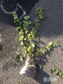 高度40厘米金叶连翘