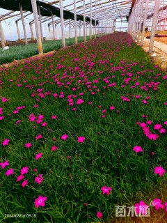 高度20厘米欧石竹