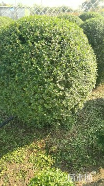 冠幅150厘米小叶女贞球