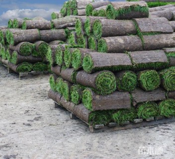 草毯状四季青草坪