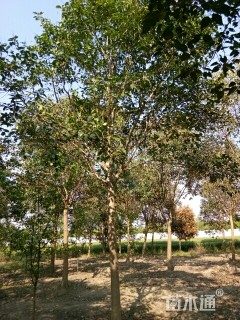 16公分大叶女贞