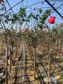 高度150厘米月季