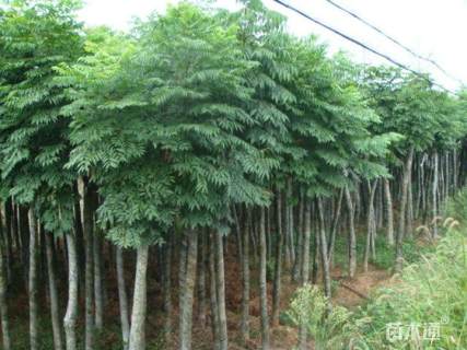 8公分栾树