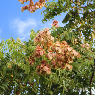 15公分栾树
