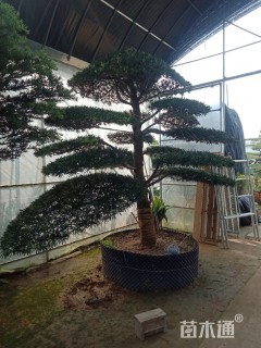 12公分造型罗汉松