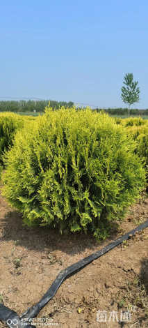 冠幅130厘米洒金柏球