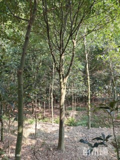 16公分花梨木