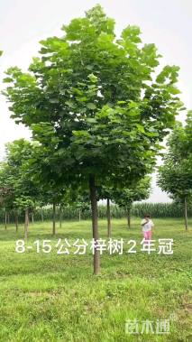 15公分梓树