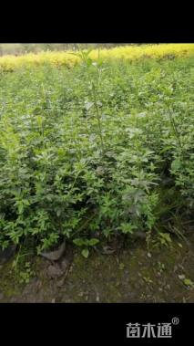高度40厘米云南黄馨