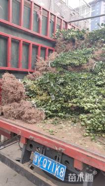 高度80厘米北海道黄杨