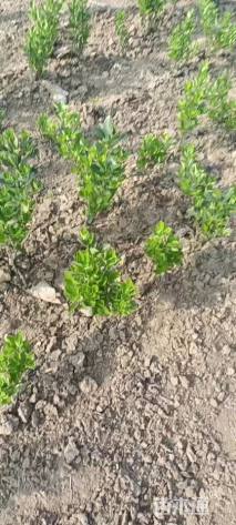 高度50厘米大叶黄杨