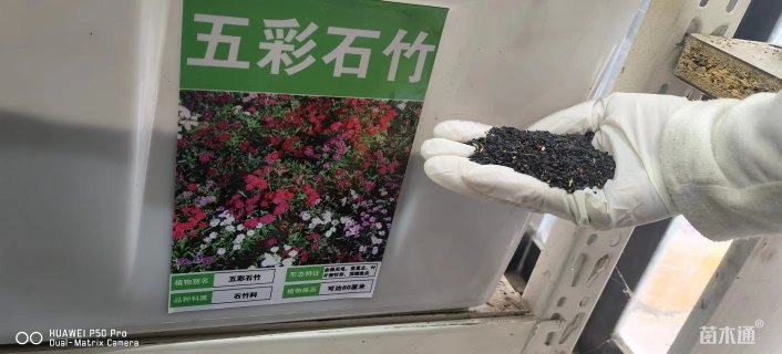 五彩石竹种子