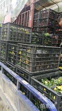 高度10厘米三色堇