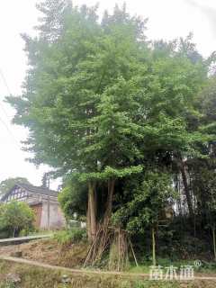 60公分(5杆)丛生银杏