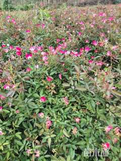 高度30厘米丰花月季