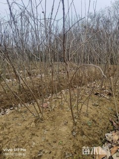 高度150厘米柿树小苗