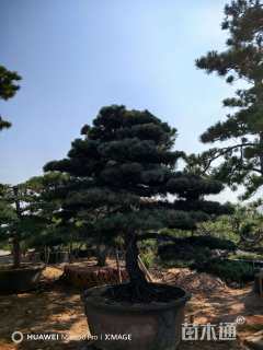 20公分造型黑松