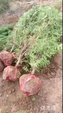 高度150厘米侧柏